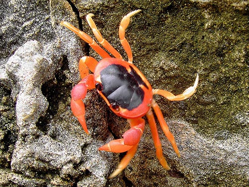 TEach year hundreds of these blackback land crabs are collected and shipped to the CSU Crab Lab.